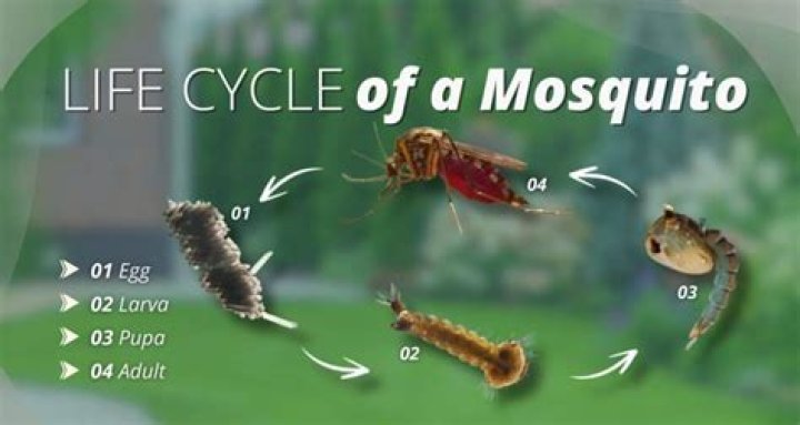 Can a mosquito live after biting you?