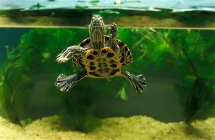 Can a turtle drown?