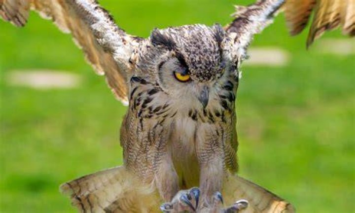 Can an owl pick up a 15 lb cat?