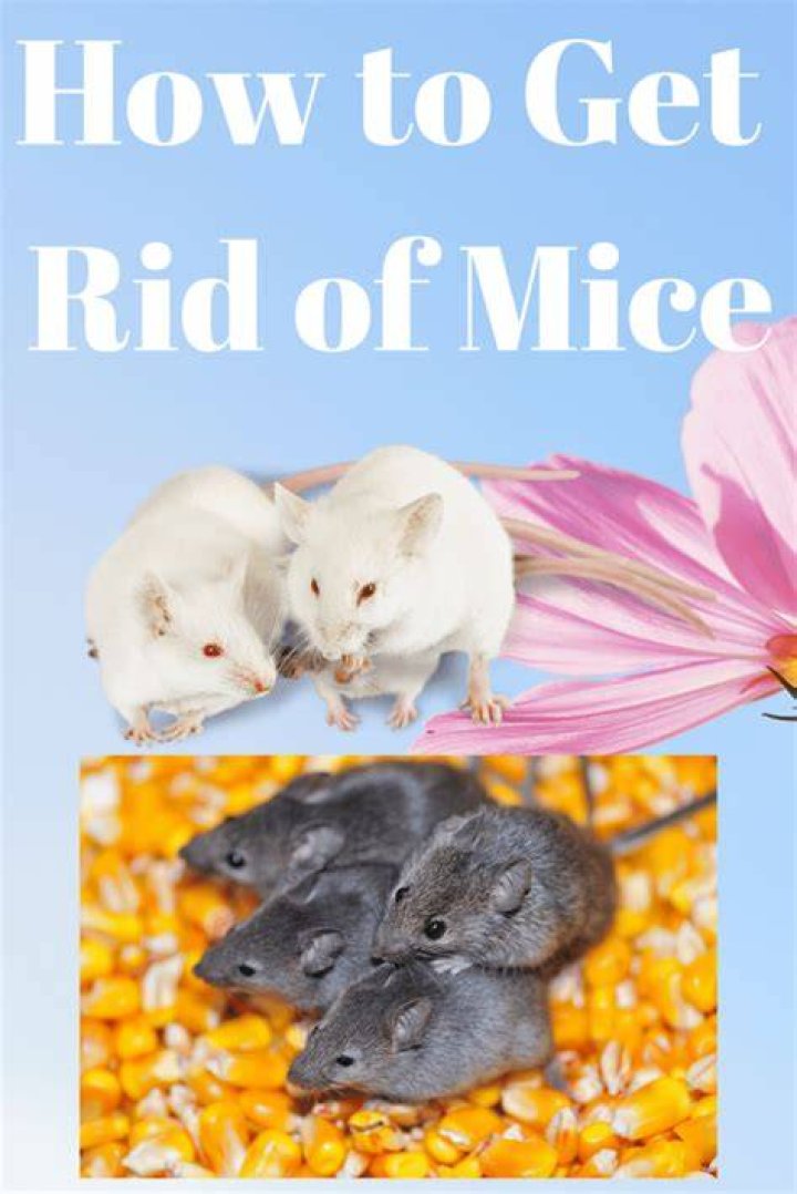Can Apple cider vinegar get rid of mice?