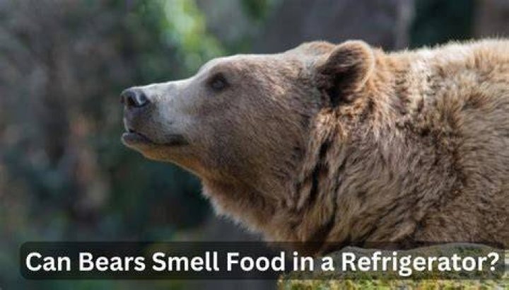 Can bears smell food in a cooler?
