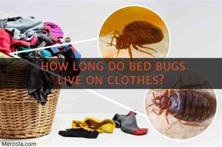 Can bed bugs live on towels?
