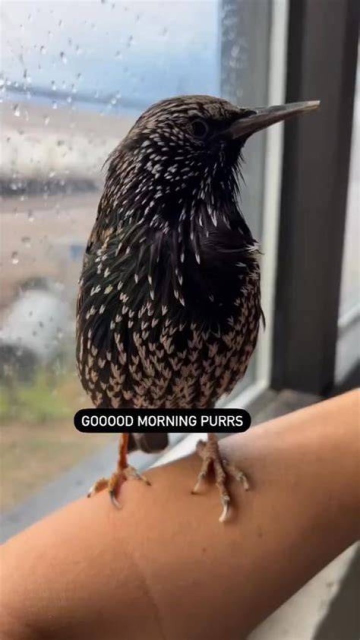 Can birds purr?