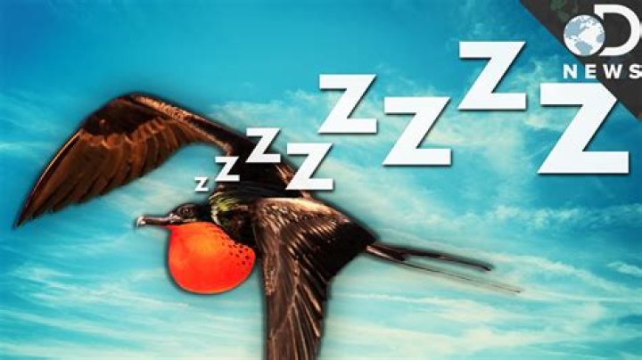 Can birds sleep while flying?