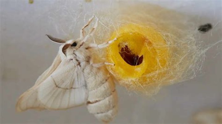 Can cats eat silkworms?