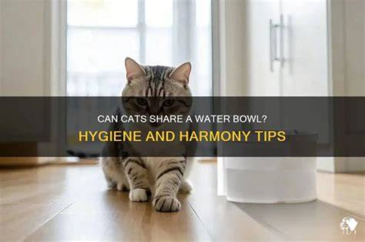 Can cats share a water bowl?