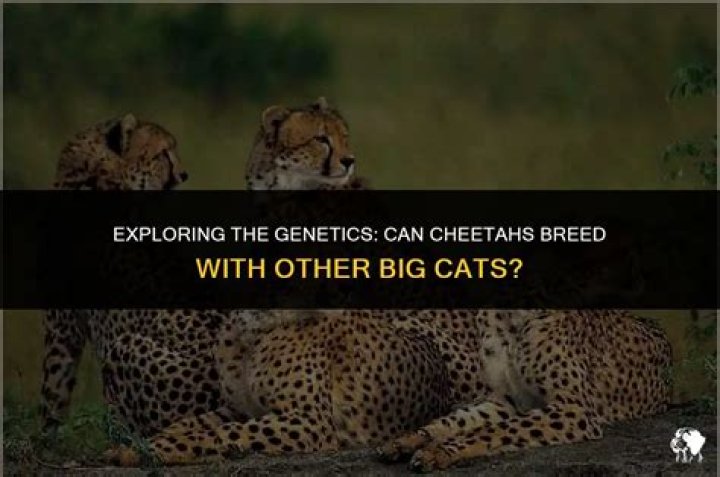 Can cheetahs breed with other big cats?