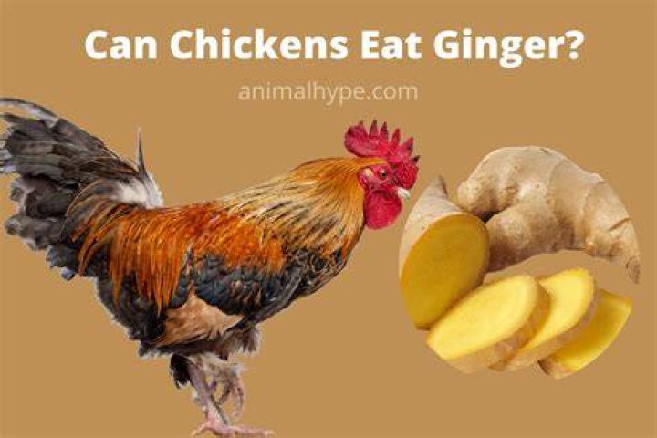 Can chickens eat ginger?