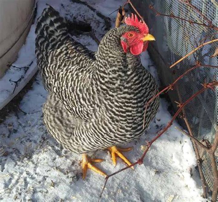 Can chickens stay outside in winter?