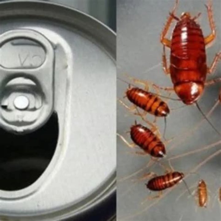 Can cockroaches drunk?