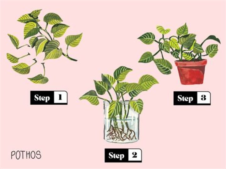 Can cuttings be too long?