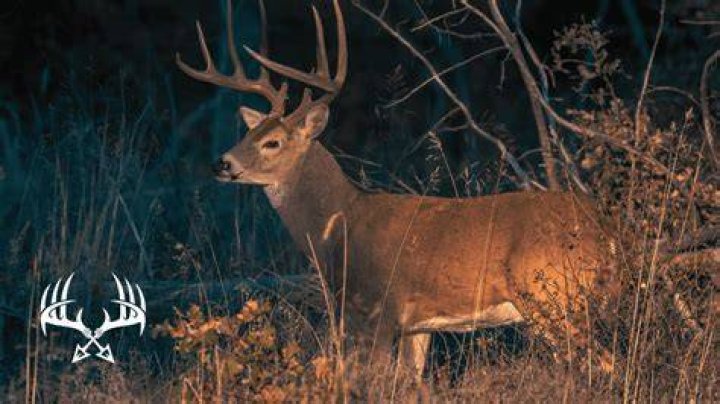 Can deer see in the dark?