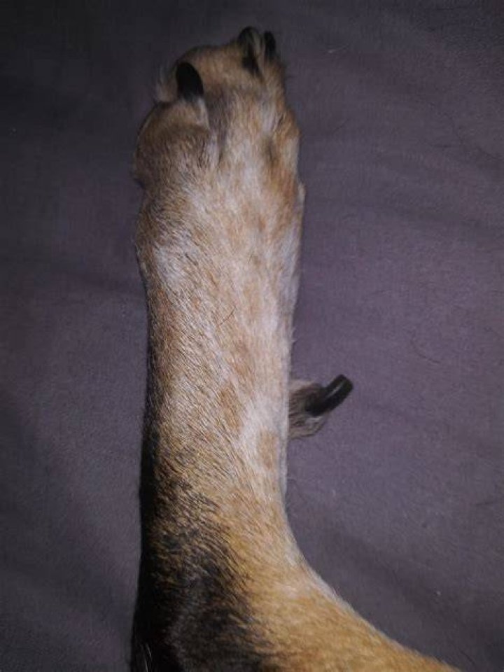Can dogs be born without dewclaws?