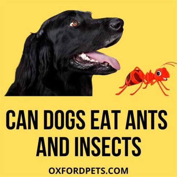 Can dogs bring ants into the house?