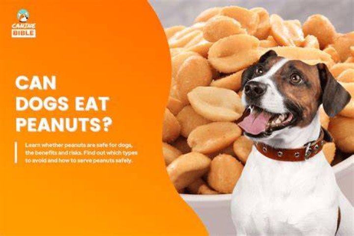 Can dogs eat peanuts?