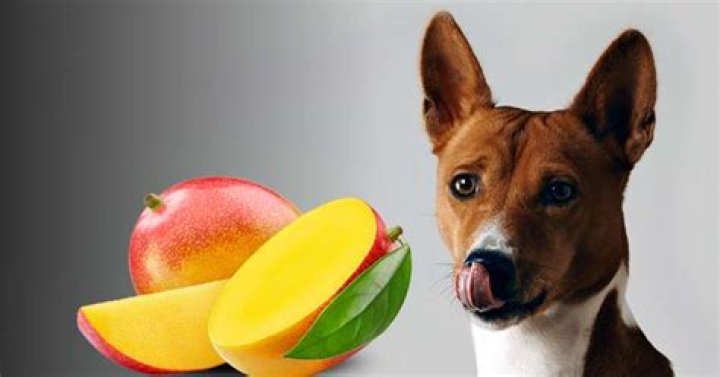 Can dogs have mango?