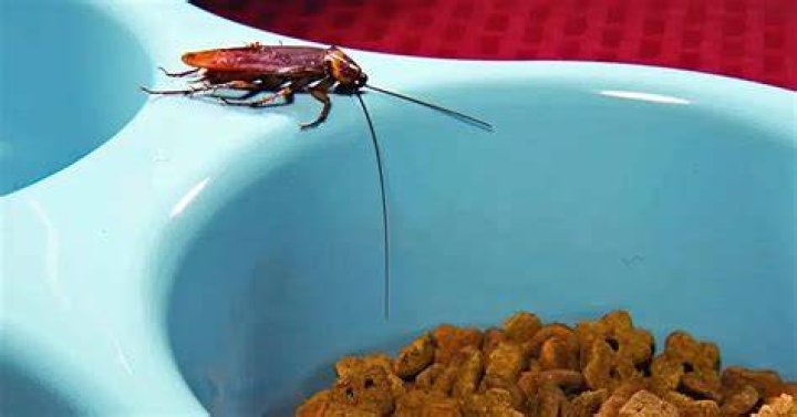 Can dogs hear roaches?