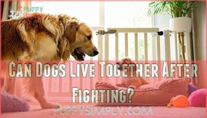 Can dogs live together after fighting?