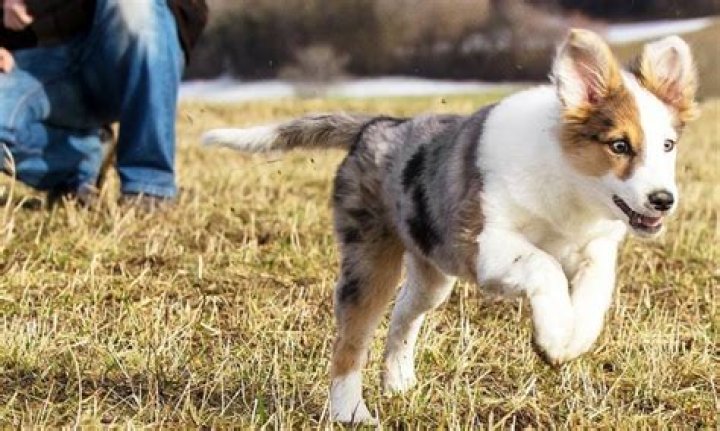 Can dogs sense intruders?