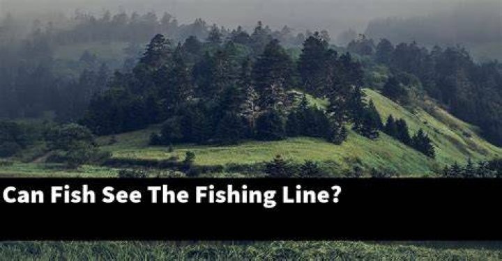 Can fish see the fishing line?