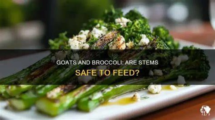 Can goats have broccoli?
