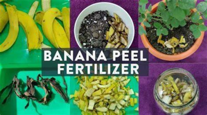 Can I boil banana peels for plants?