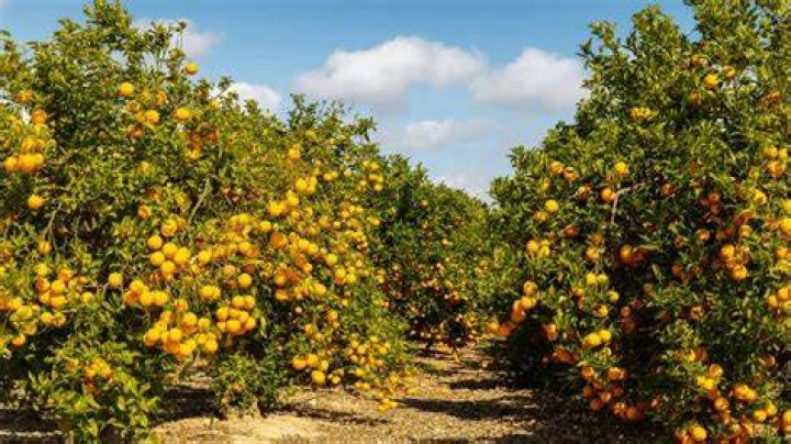 Can I bring oranges into Canada?