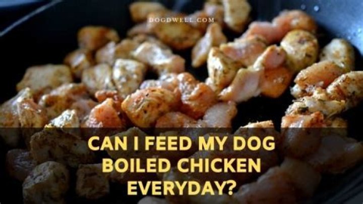 Can I feed my dog boiled chicken everyday?