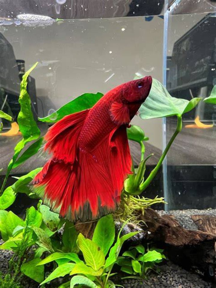 Can I give my betta fish a pea?