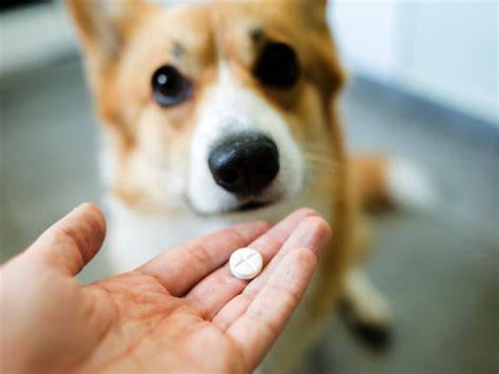 Can I give my dog antacid for gas?