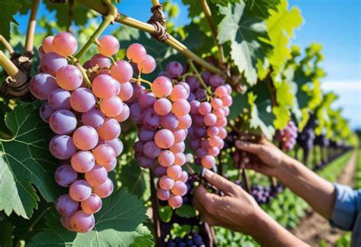 Can I grow Cotton Candy grapes?