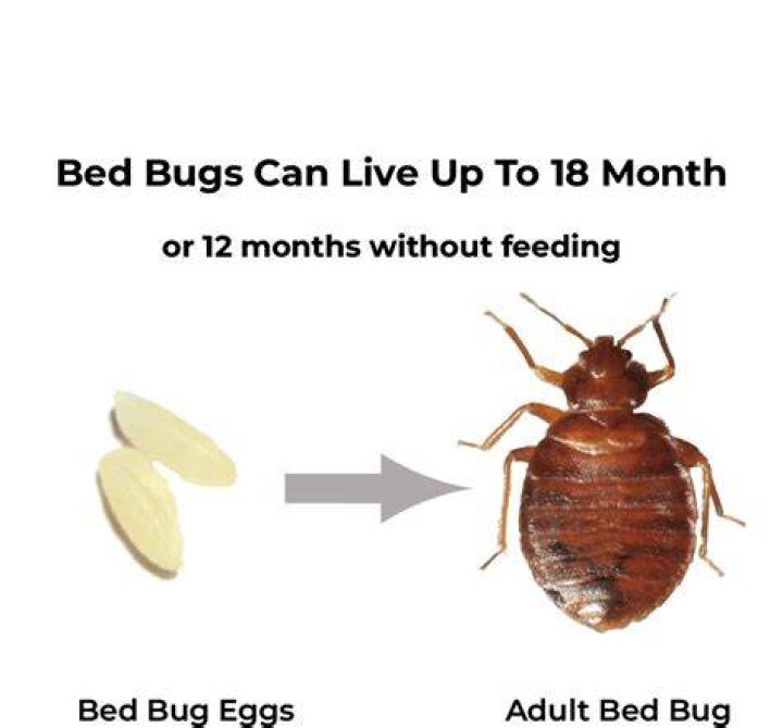 Can I hug someone with bed bugs?