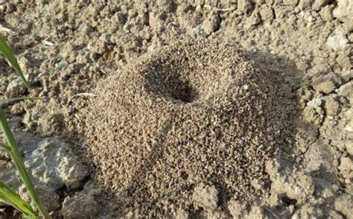 Can I pour bleach on an ant hill?