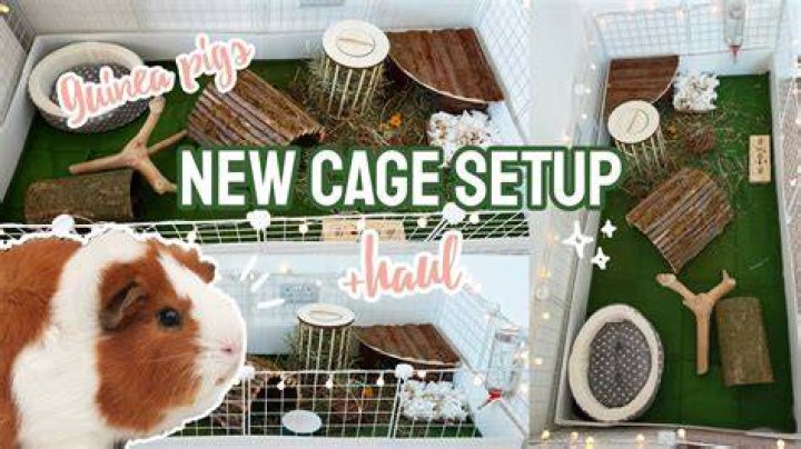 Can I put my guinea pig on my lap?