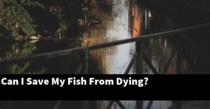 Can I save my fish from dying?