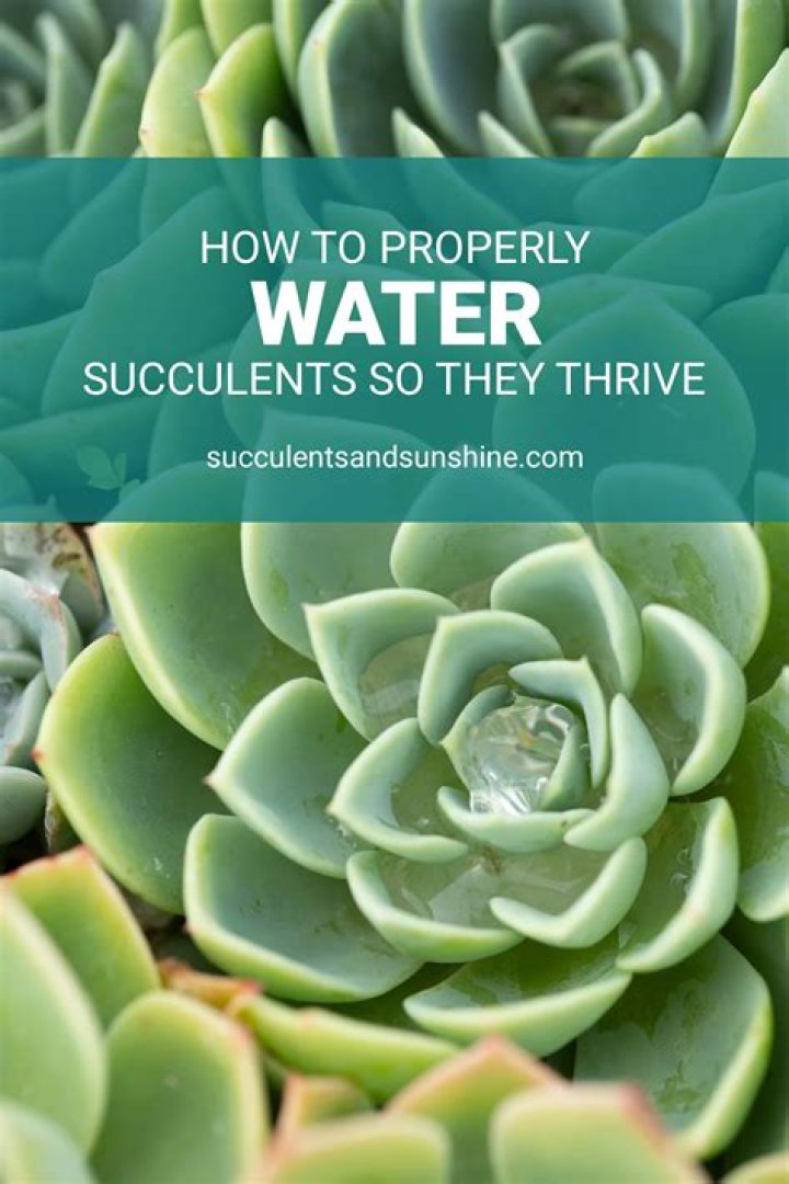 Can I spray my succulents with water?
