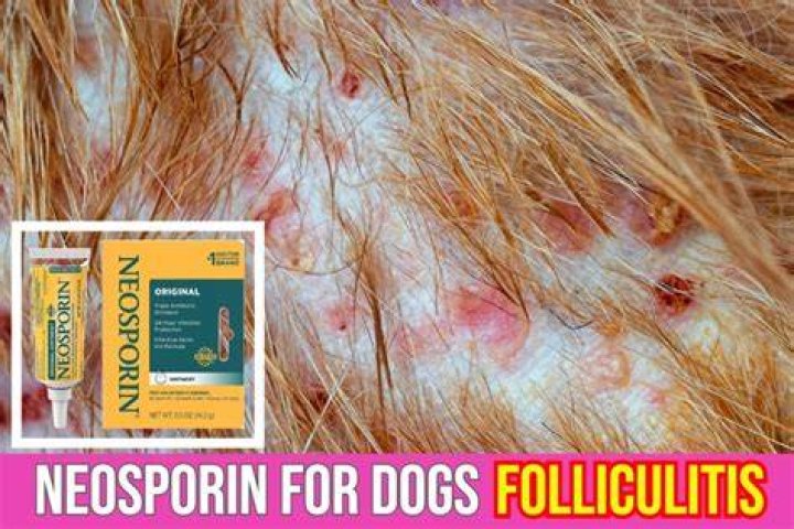 Can I use Neosporin on my dog's wound?