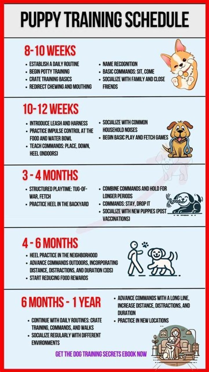Can I walk my 10 week old puppy?