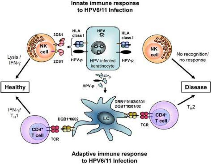 Can immune system fight HPV?