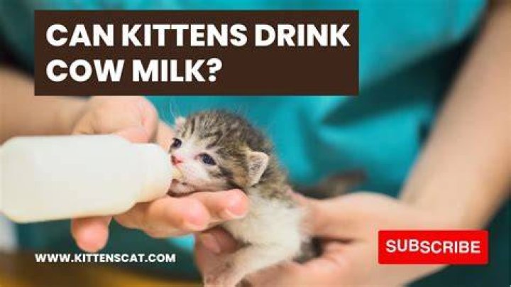Can kittens have cow milk?