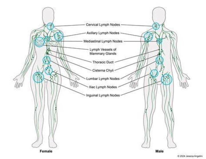 Can lymph vessels repair themselves?
