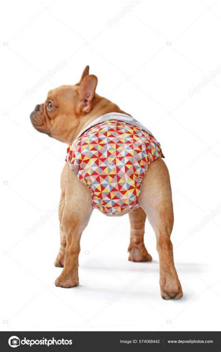 Can older dogs wear diapers?