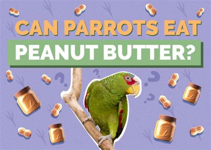 Can parrots eat peanut butter?