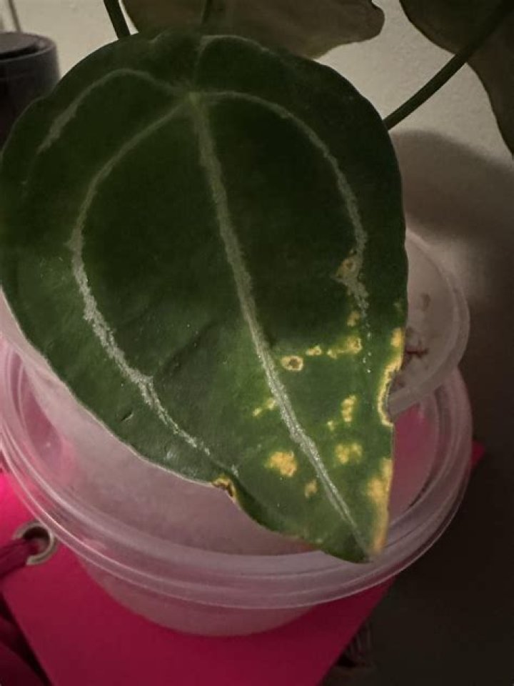 Can perlite damage plants?