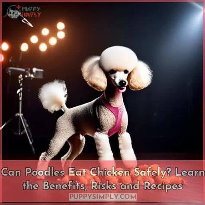 Can poodles eat chicken?