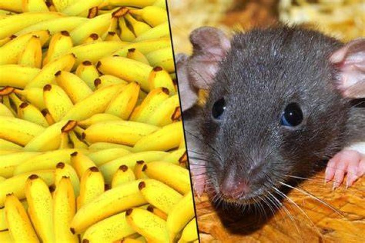 Can rats have bananas?