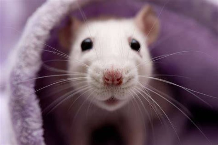 Can rats understand humans?