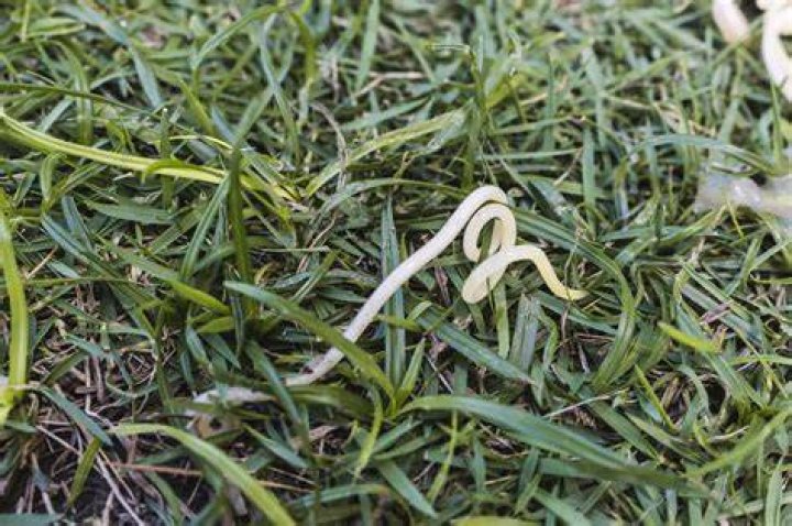 Can roundworms live in grass?