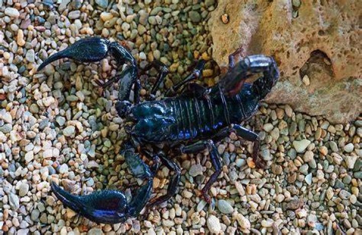 Can scorpions and tarantulas live together?