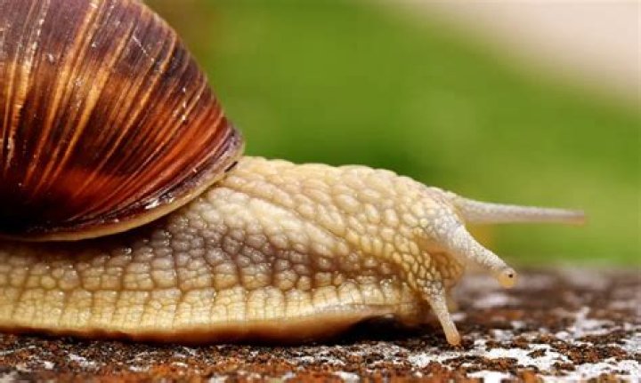 Can snails bleed?
